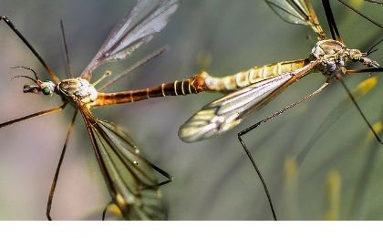 Informazione alla cittadinanza - VIRUS WEST NILE