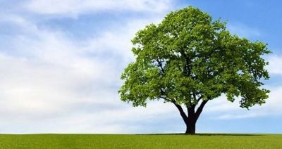 Albero per la Pianura Veneta