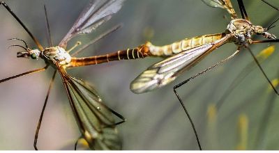 virus west nile