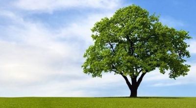 Albero per la Pianura Veneta